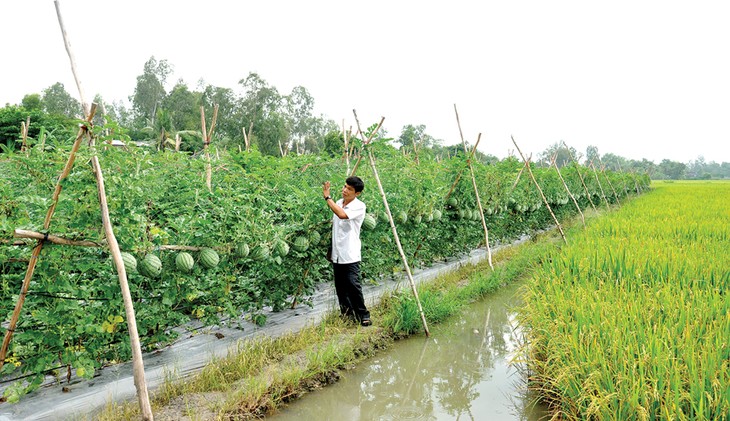 Agricultural sector restructured for climate change response - ảnh 1