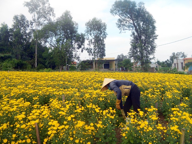 Quang Binh prepare flowers for Tet - ảnh 1