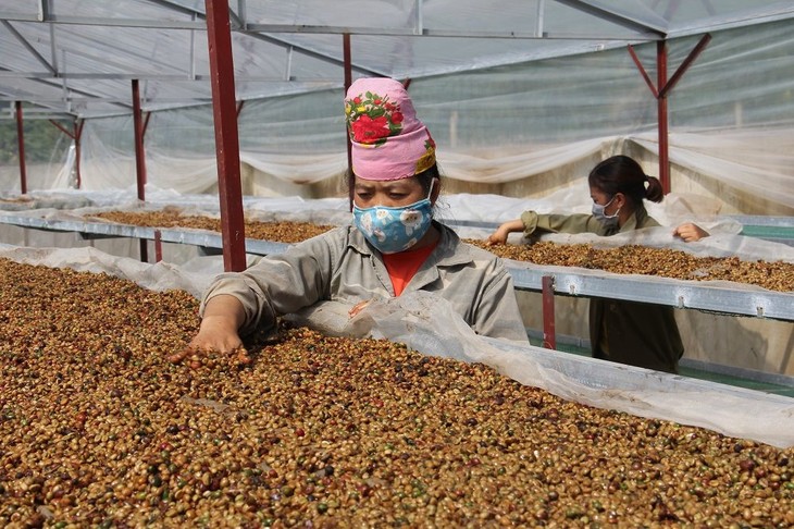 Environmental protection ensured in Son La’s coffee production - ảnh 1