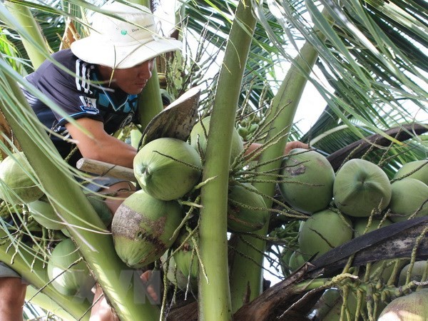 Ben Tre province ready to export coconut to China  - ảnh 1
