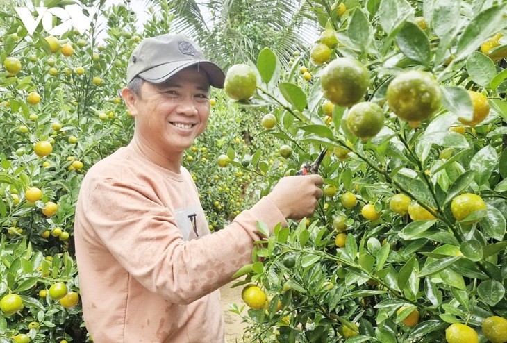 Kumquat growing area in Hoi An preparing for Tet - ảnh 1