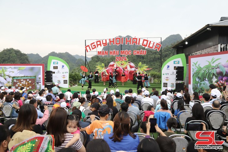 Plum picking festival in Moc Chau Plateau excites visitors - ảnh 1