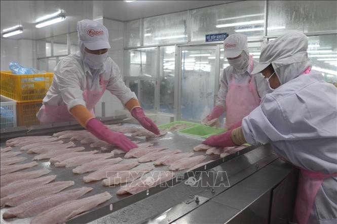Vietnam's H1 seafood exports hit 4.4 billion USD - ảnh 1