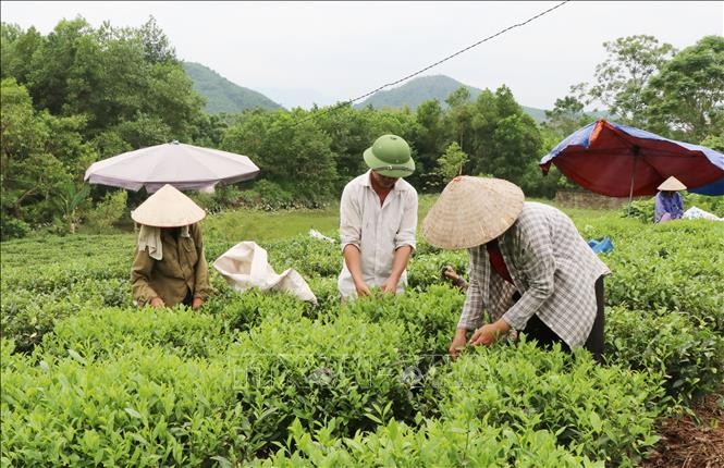 Hội nghị biểu dương nông dân sản xuất, kinh doanh giỏi toàn quốc lần thứ 6 - ảnh 1