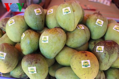 Son La exports more mangoes to UK - ảnh 1