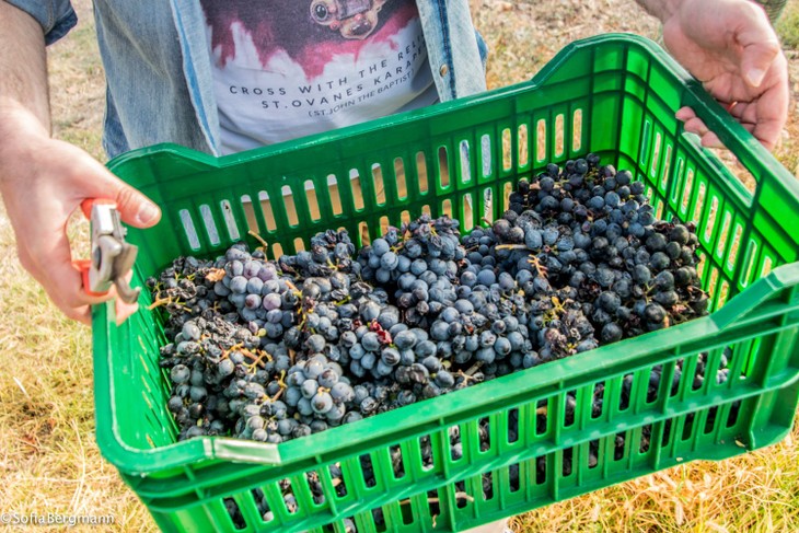 What You Need to Know About Armenian Wine - ảnh 4