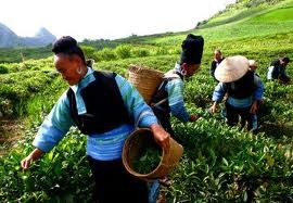 Avances de Vietnam en lucha contra hambre y pobreza en 2011 - ảnh 3