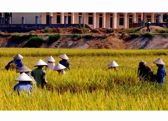 Planificación de desarrollo de un nuevo campo vietnamita - ảnh 1