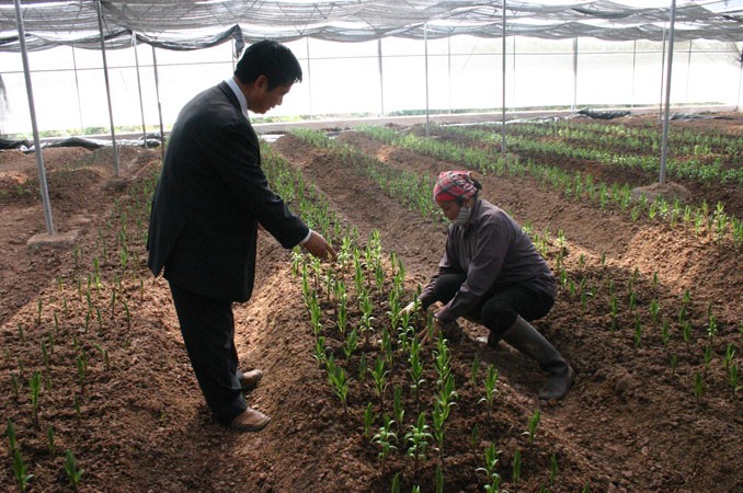 Vietnam impulsa enseñanza de oficios agrícolas a campesinos  - ảnh 2