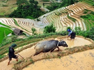 Vietnam fomenta nuevo producto turístico misericordioso  - ảnh 1