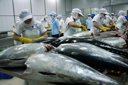 Vietnam proyecta elevar el valor exportable del atún  - ảnh 1