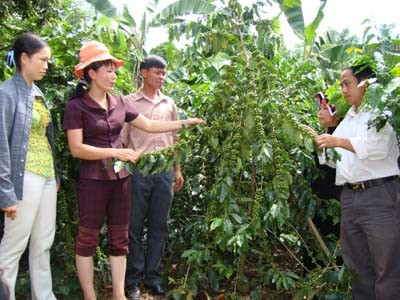 Vietnam mejora calidad de formación profesional para trabajadores rurales - ảnh 1