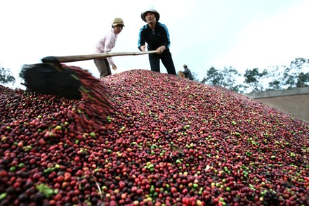 Buscan poner en valor café vietnamita - ảnh 1