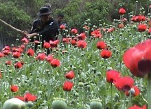 Afganistán anuncia un plan para destruir 15 mil hectáreas de amapola - ảnh 1