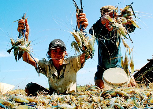 Vietnam construye marca agrícola a 5 años entrar en la OMC - ảnh 1