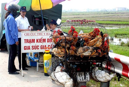Vietnam se mantiene libre del virus H7N9  - ảnh 1