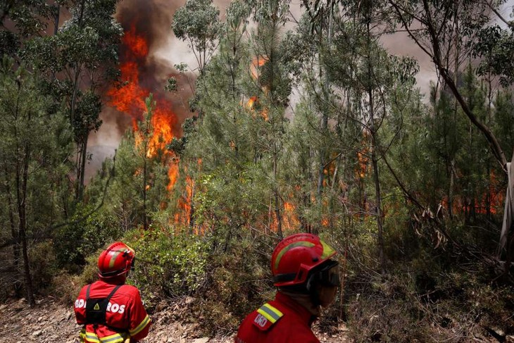 Asciende a 62 las muertes por severo incendio forestal en Portugal - ảnh 1