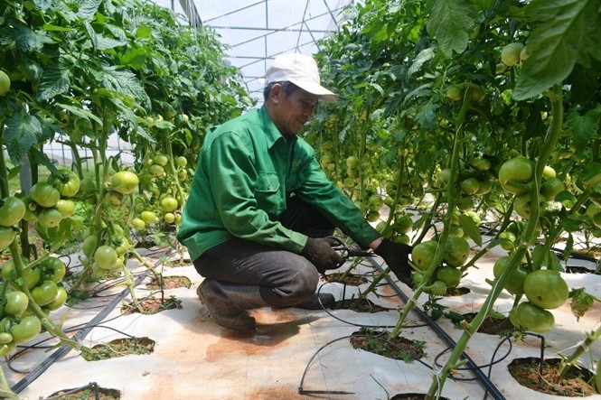Lam Dong destina fondo millonario para construir una cadena de producción agrícola sostenible  - ảnh 1