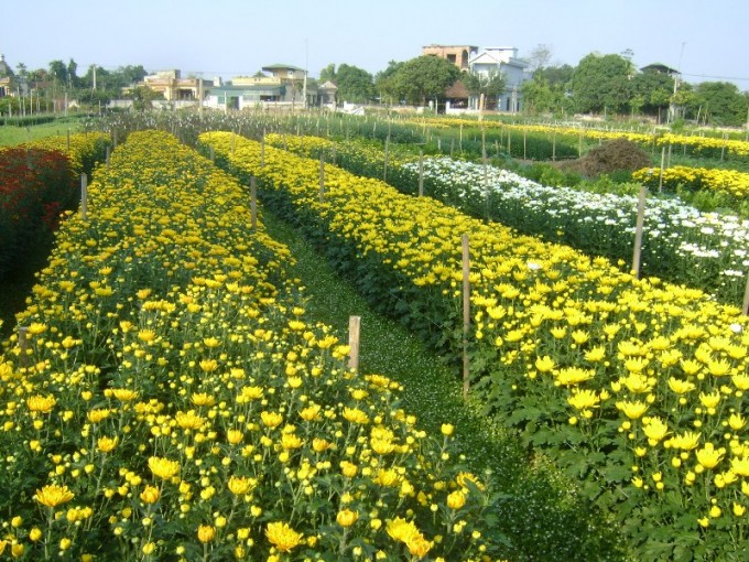 Phu Van desarrolla la plantación de flores asociada con el ecoturismo - ảnh 1