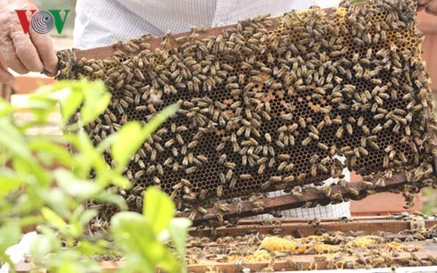 Ho Van Sam, un apicultor apasionado en Son La - ảnh 2