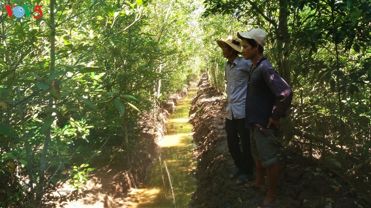 Soc Trang busca fortalecer sistema de bosques protectores en su costa para hacer frente al cambio climático - ảnh 1
