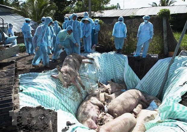 Estados Unidos apoya a Vietnam para estudiar la producción de vacuna contra la peste porcina africana - ảnh 1