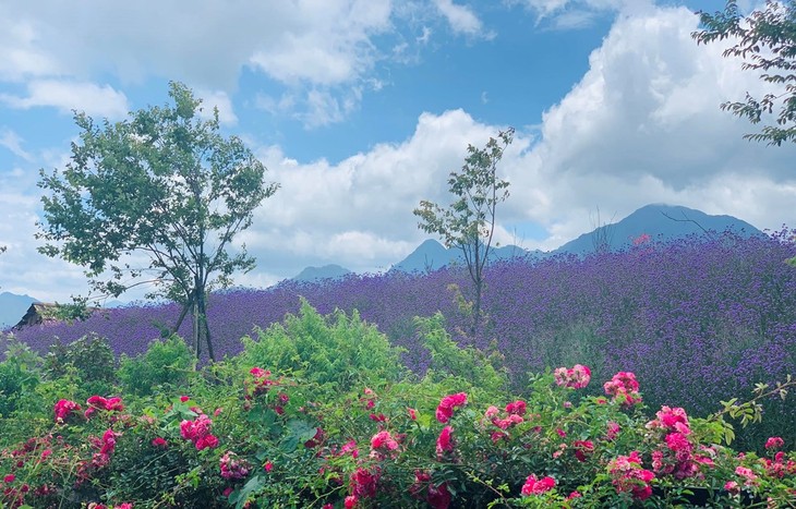 Récord Guinness Vietnam reconoce a valle de rosas en Sapa como el más grande del país - ảnh 1