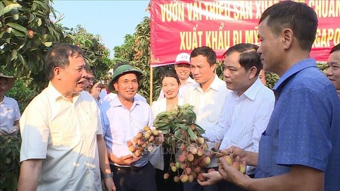 Provincia vietnamita exporta primer lote de lichi al extranjero - ảnh 1