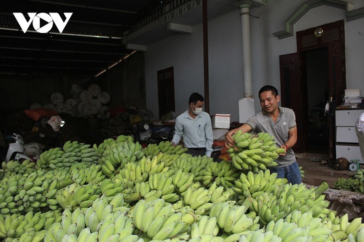Habitantes del Muong La, Son La fomentan el cultivo de plátano manzano - ảnh 1