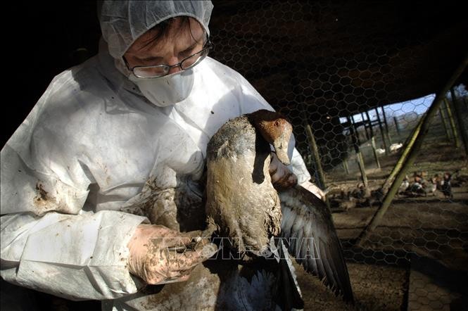 Brote de gripe aviar en Estados Unidos y Europa - ảnh 1