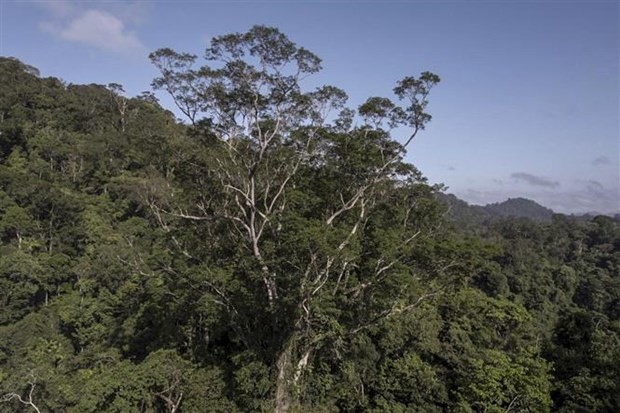 Reino Unido patrocinará proyecto sobre cambio climático en Amazonía brasileña - ảnh 1