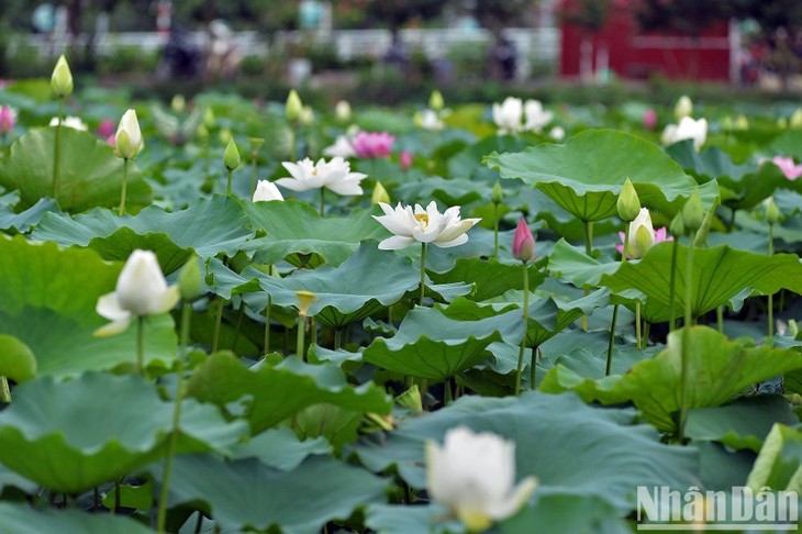 Temporada de la floración de loto en Hanói - ảnh 2