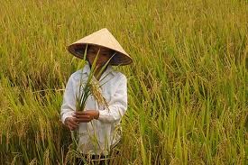 เวียดนามเข้าร่วมการสัมมนา APEC เกี่ยวกับความมั่นคงด้านอาหารในประเทศมาเลเซีย - ảnh 1