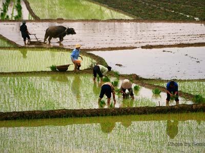 พัฒนาการเกษตร ชนบทเวียดนามจนถึงปี 2030  - ảnh 1