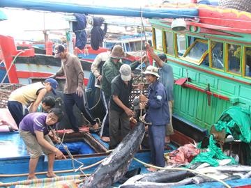 เพิ่มมูลค่าให้แก่ผลิตภัณฑ์ปลาโอของเวียดนาม - ảnh 2