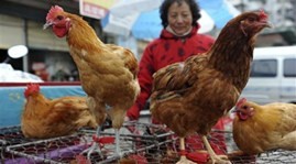 ไวรัสไข้หวัดนก H7N9 ไม่ติดต่อจากคนสู่คนในประเทศจีน - ảnh 1