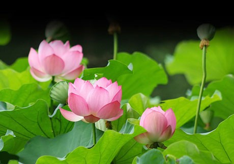 ดอกไม้ที่เป็นสัญลักษณ์ของเวียดนาม - ảnh 1