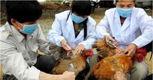 ผลักดันงานด้านการป้องกันโรคไข้หวัดนกสายพันธุ์ใหม่ H7N9 - ảnh 1