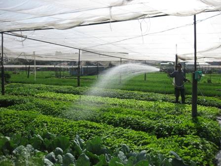 การประยุกต์ใช้วิทยาศาสตร์เทคโนโลยีในการผลิตเกษตรในนครโฮจิมินห์ - ảnh 2