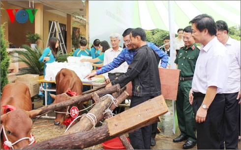 ประธานประเทศเจืองเติ๊นซางเข้าร่วมพิธีมอบวัวพันธุ์ให้แก่คนจน - ảnh 1
