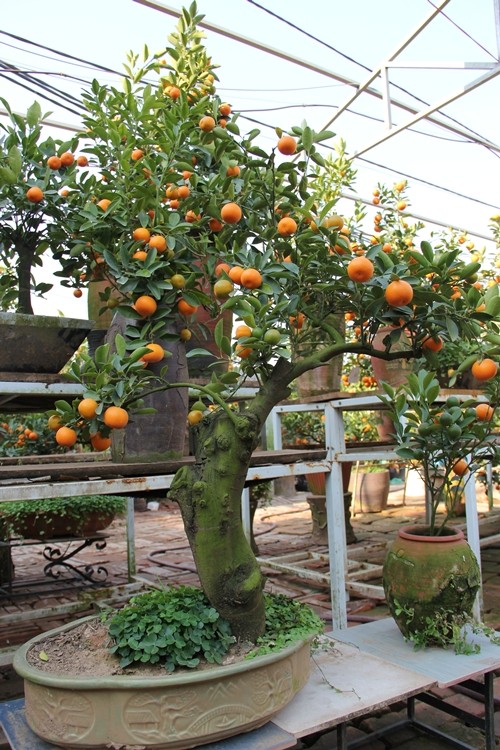 ต้นส้มจี๊ดมินิบอนไซ- แนวทางพัฒนาใหม่ของหมู่บ้านต้นส้มจี๊ดตื๊อเลียน - ảnh 2