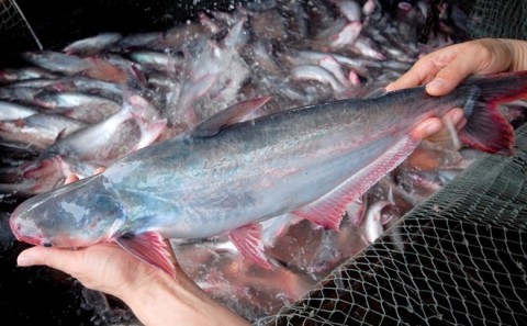 เวียดนามมีบริษัทประกอบธุรกิจปลาสวาย 23 แห่งที่ได้มาตรฐานส่งออกไปยังสหรัฐ - ảnh 1