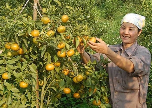 เกษตรกรในอำเภอกาวฟอง จังหวัดหว่าบิ่งสร้างความร่ำรวยจากการปลูกส้ม - ảnh 1