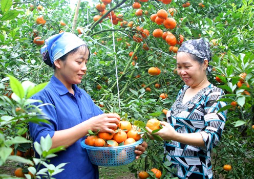 เกษตรกรในอำเภอกาวฟอง จังหวัดหว่าบิ่งสร้างความร่ำรวยจากการปลูกส้ม - ảnh 2