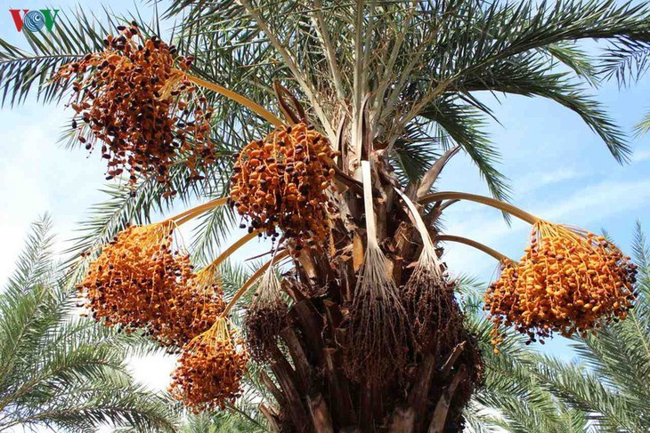 ความงามของสวนอินทผลัมหรือ Date Palm ที่ใหญ่ที่สุดในภาคตะวันตก - ảnh 3