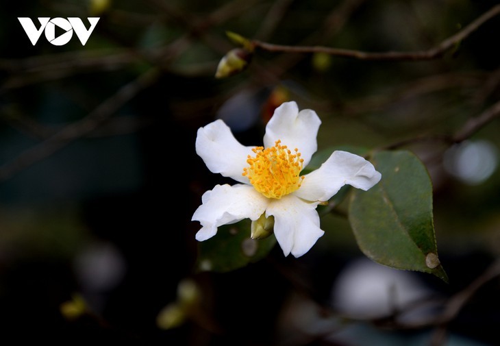 ไปเที่ยวชายแดนเพื่อชมความงามของดอกคาร์มีเลีย (Camellia) สีขาว - ảnh 3