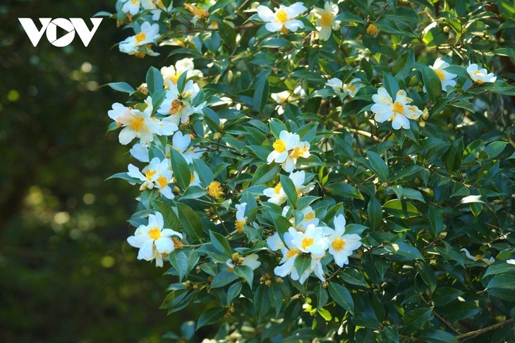 ไปเที่ยวชายแดนเพื่อชมความงามของดอกคาร์มีเลีย (Camellia) สีขาว - ảnh 4