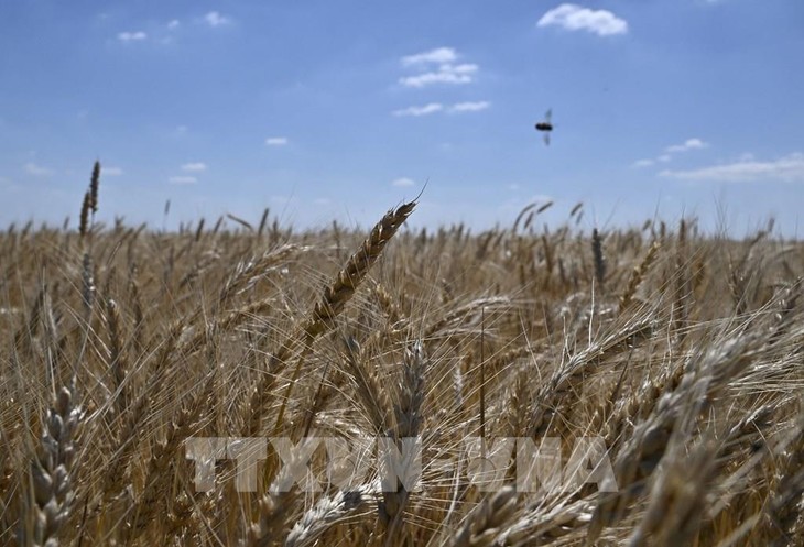 รัสเซียและยูเครนลงนามข้อตกลงเพื่อฟื้นฟูการส่งออกธัญพืช - ảnh 1