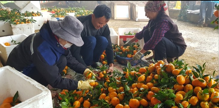 ประชาชนในตำบลเวินเซิน จังหวัดหว่าบิ่งปลูกส้มเพื่อแก้ปัญหาความยากจน - ảnh 2