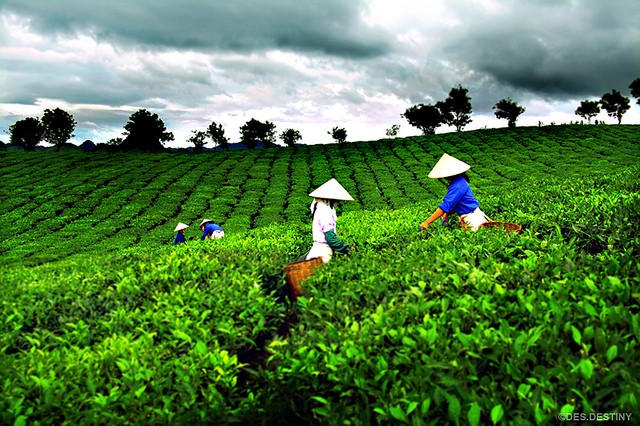 Tea festival in Thai Nguyen province - ảnh 1